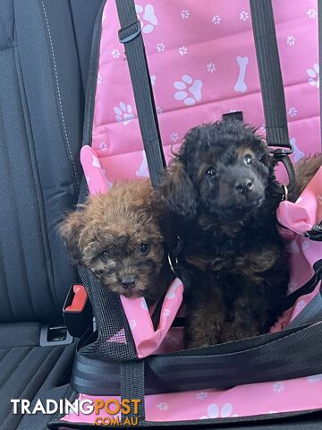 Toy Cavoodle x Toy Poodle 8 Weeks old