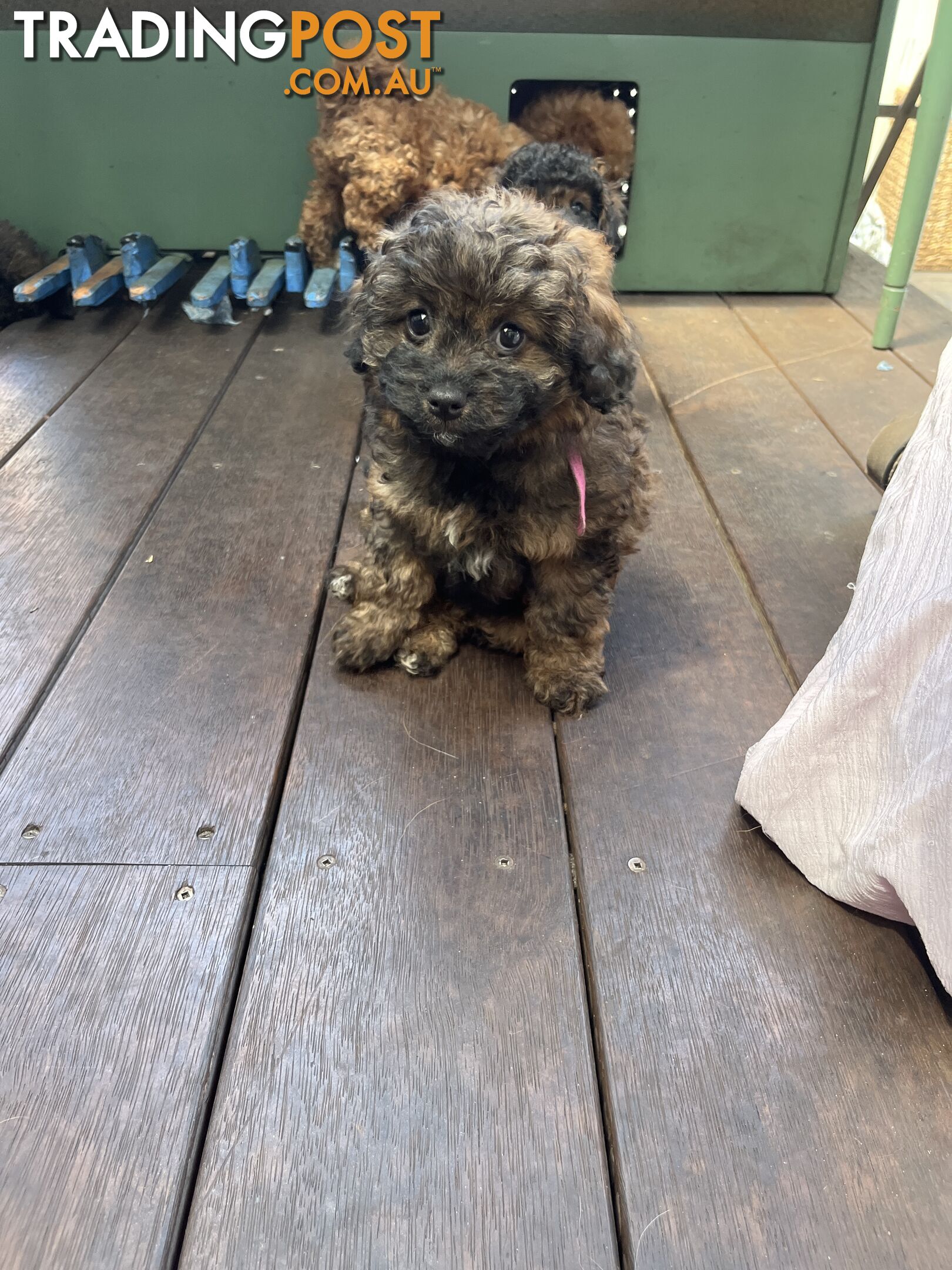 Toy Cavoodle x Toy Poodle 8 Weeks old