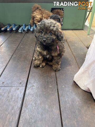 Toy Cavoodle x Toy Poodle 8 Weeks old