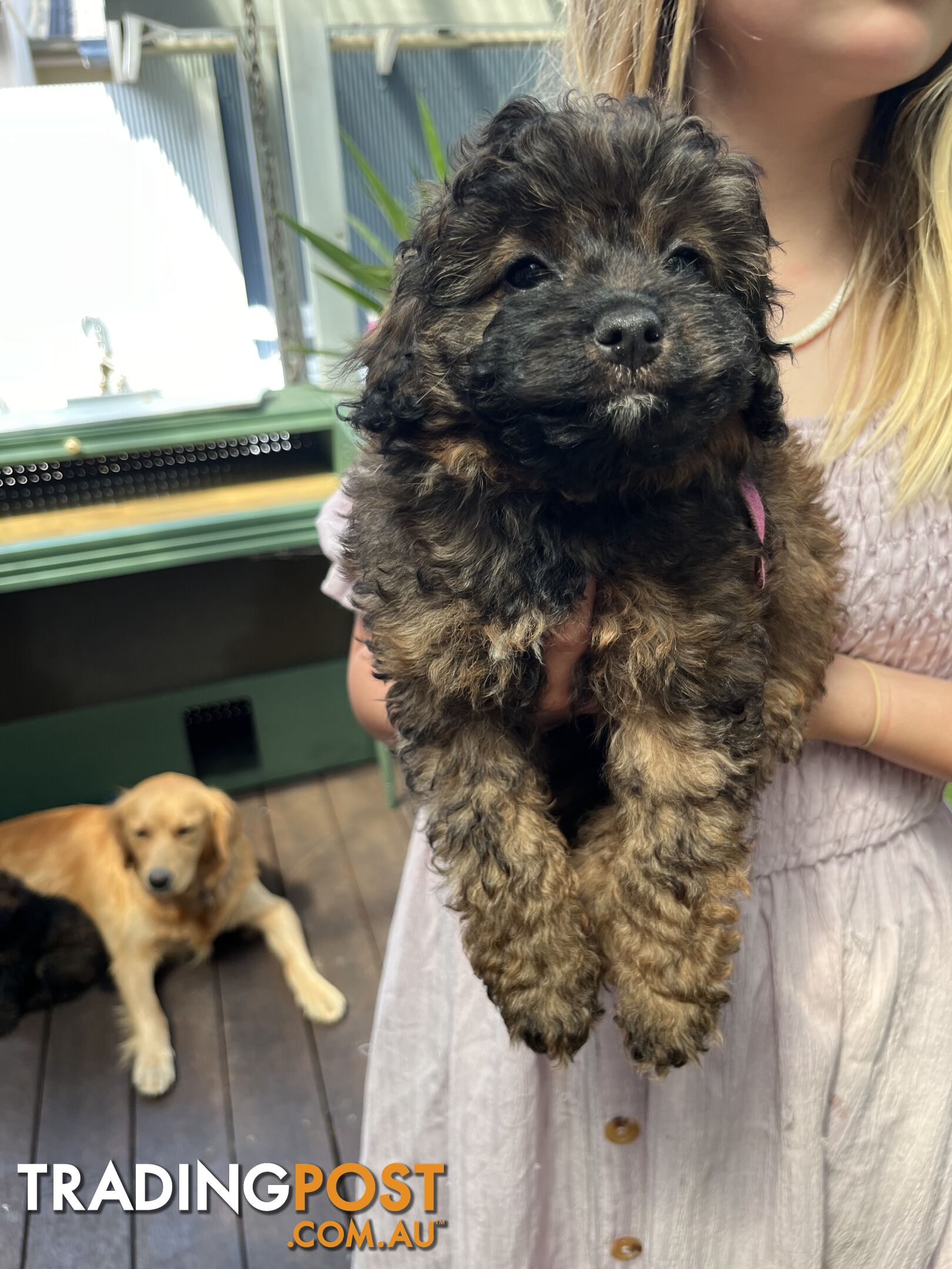 Toy Cavoodle x Toy Poodle 8 Weeks old