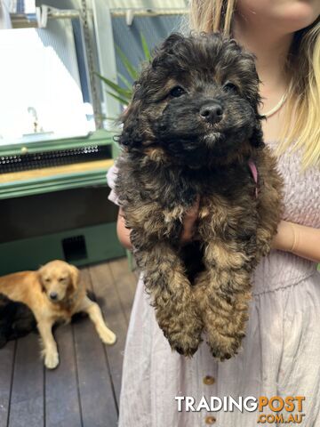 Toy Cavoodle x Toy Poodle 8 Weeks old