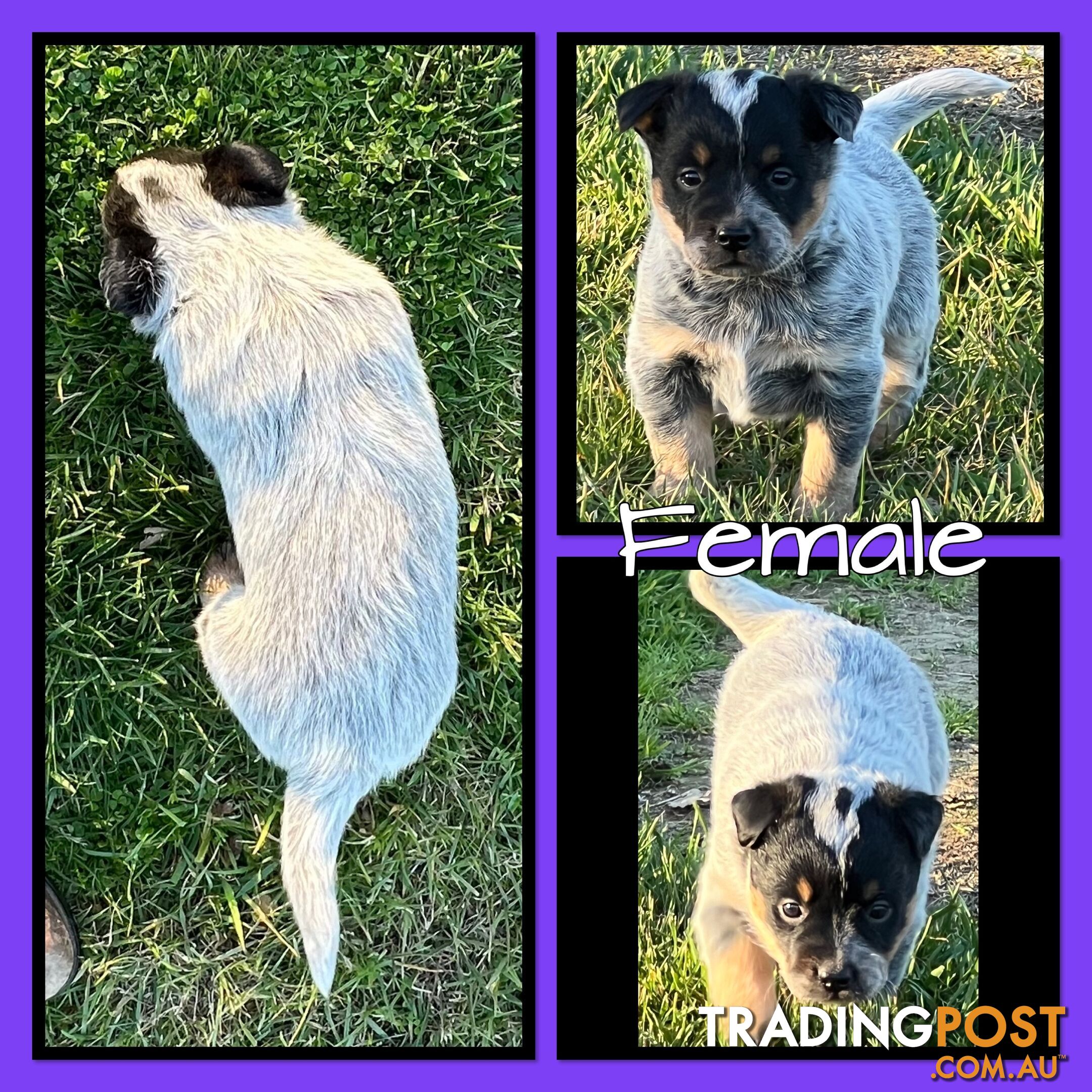 Australian Cattle Dog (Blue Heeler) female pup for sale. $500