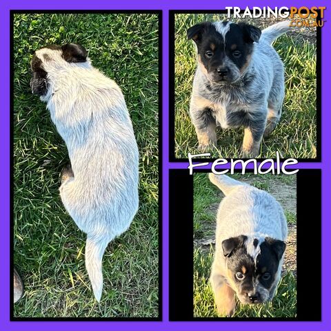 Australian Cattle Dog (Blue Heeler) pup for sale. $800