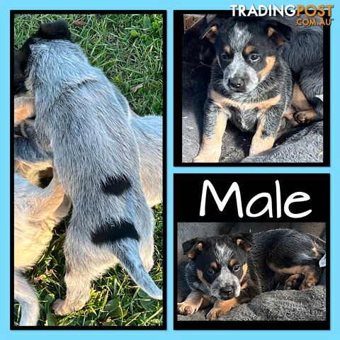 Australian Cattle Dog (Blue Heeler) pups for sale. $800 each