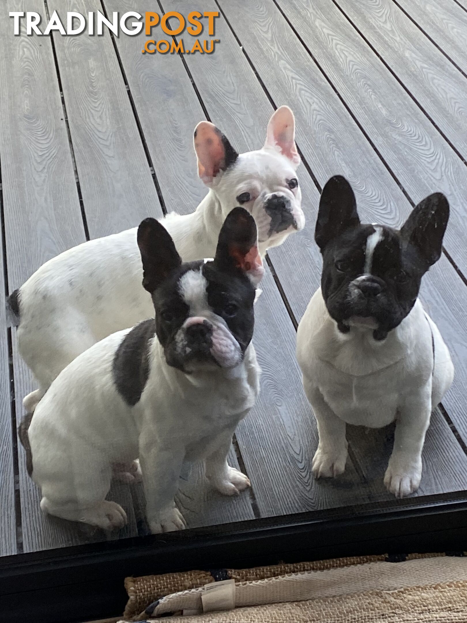 Selling 3 Purebred French Bulldog Puppies