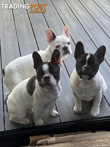 Selling 3 Purebred French Bulldog Puppies