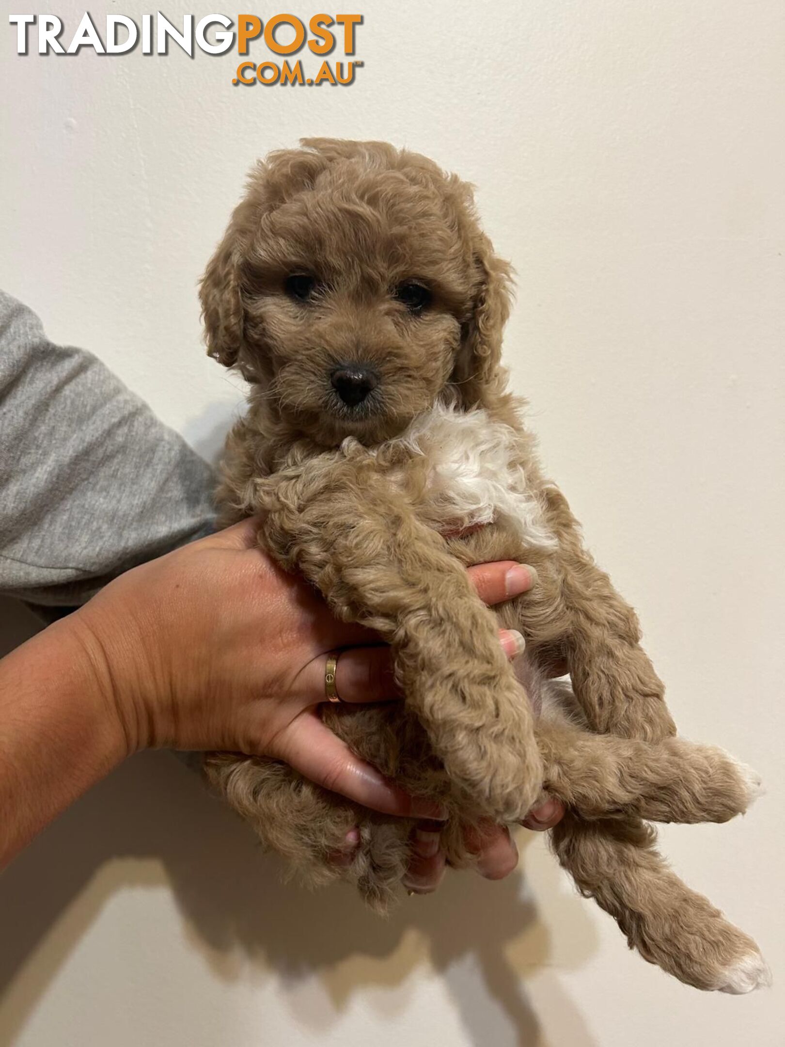 🐾 Adorable Baby Mini Cavoodles Looking for Loving Homes! 🐾