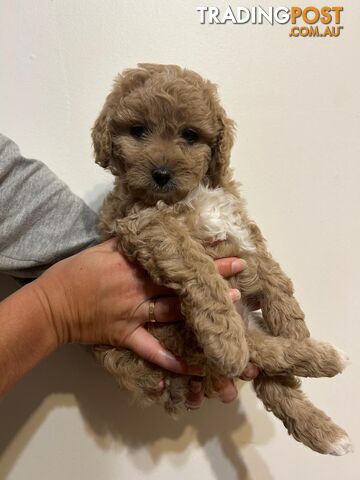 🐾 Adorable Baby Mini Cavoodles Looking for Loving Homes! 🐾