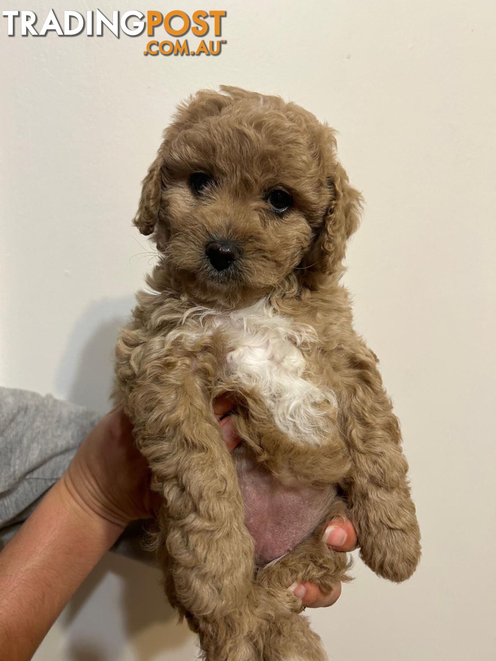 🐾 Adorable Baby Mini Cavoodles Looking for Loving Homes! 🐾