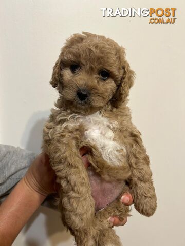 🐾 Adorable Baby Mini Cavoodles Looking for Loving Homes! 🐾