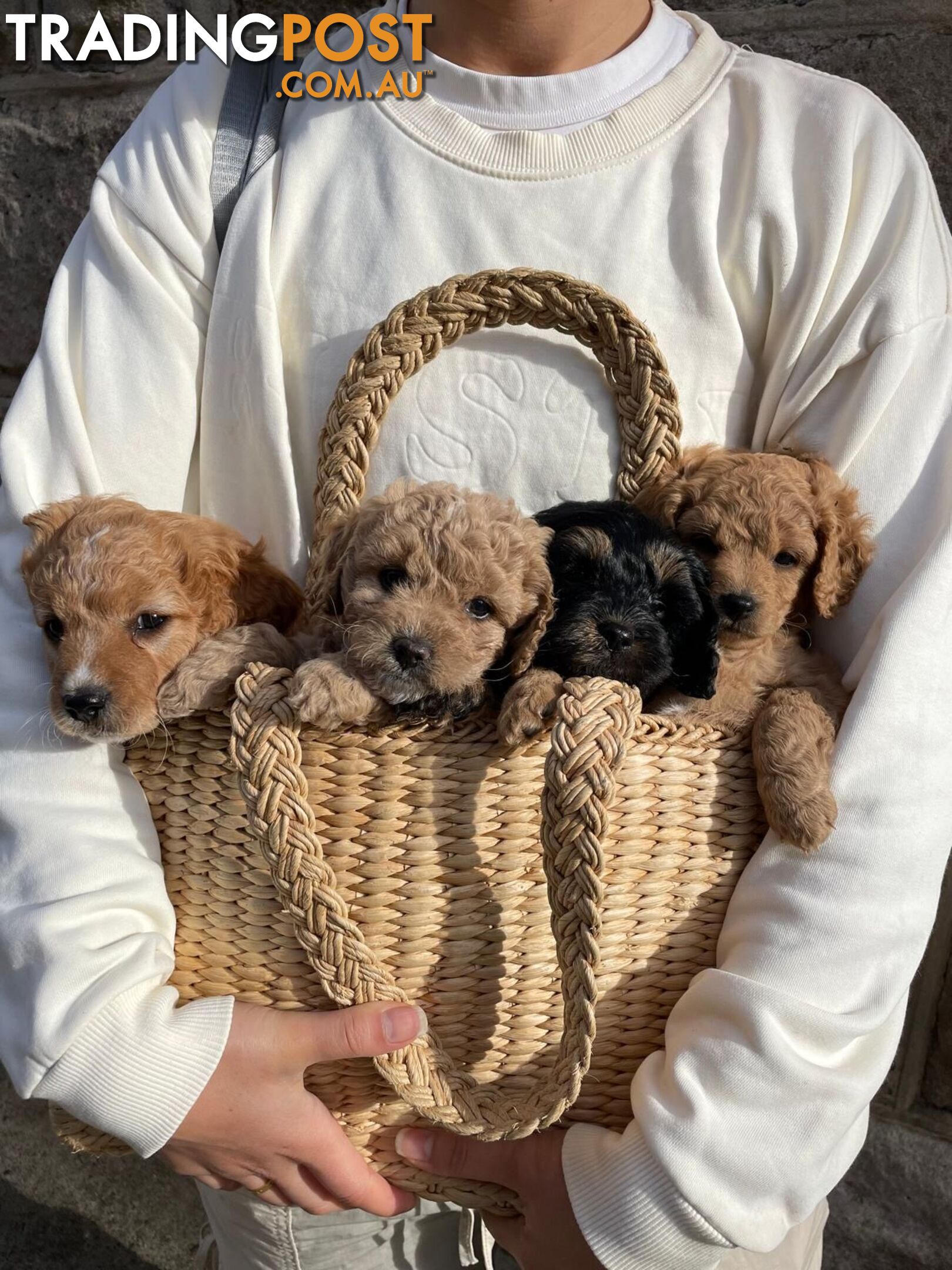 🐾 Adorable Baby Mini Cavoodles Looking for Loving Homes! 🐾