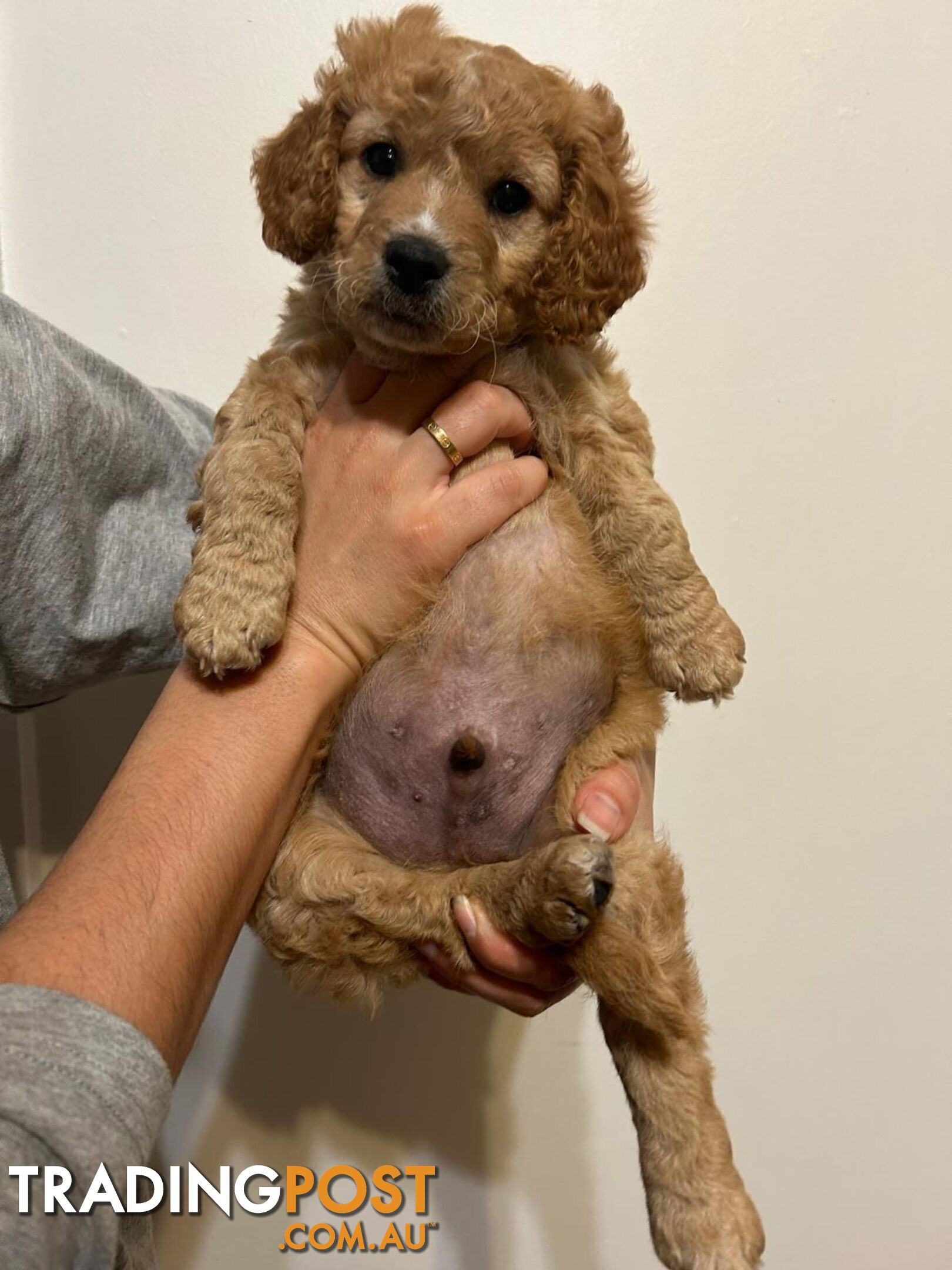 🐾 Adorable Baby Mini Cavoodles Looking for Loving Homes! 🐾