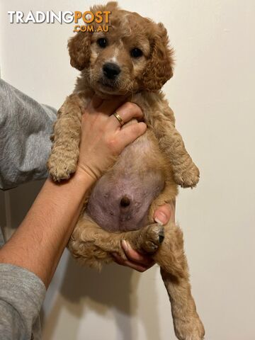 🐾 Adorable Baby Mini Cavoodles Looking for Loving Homes! 🐾