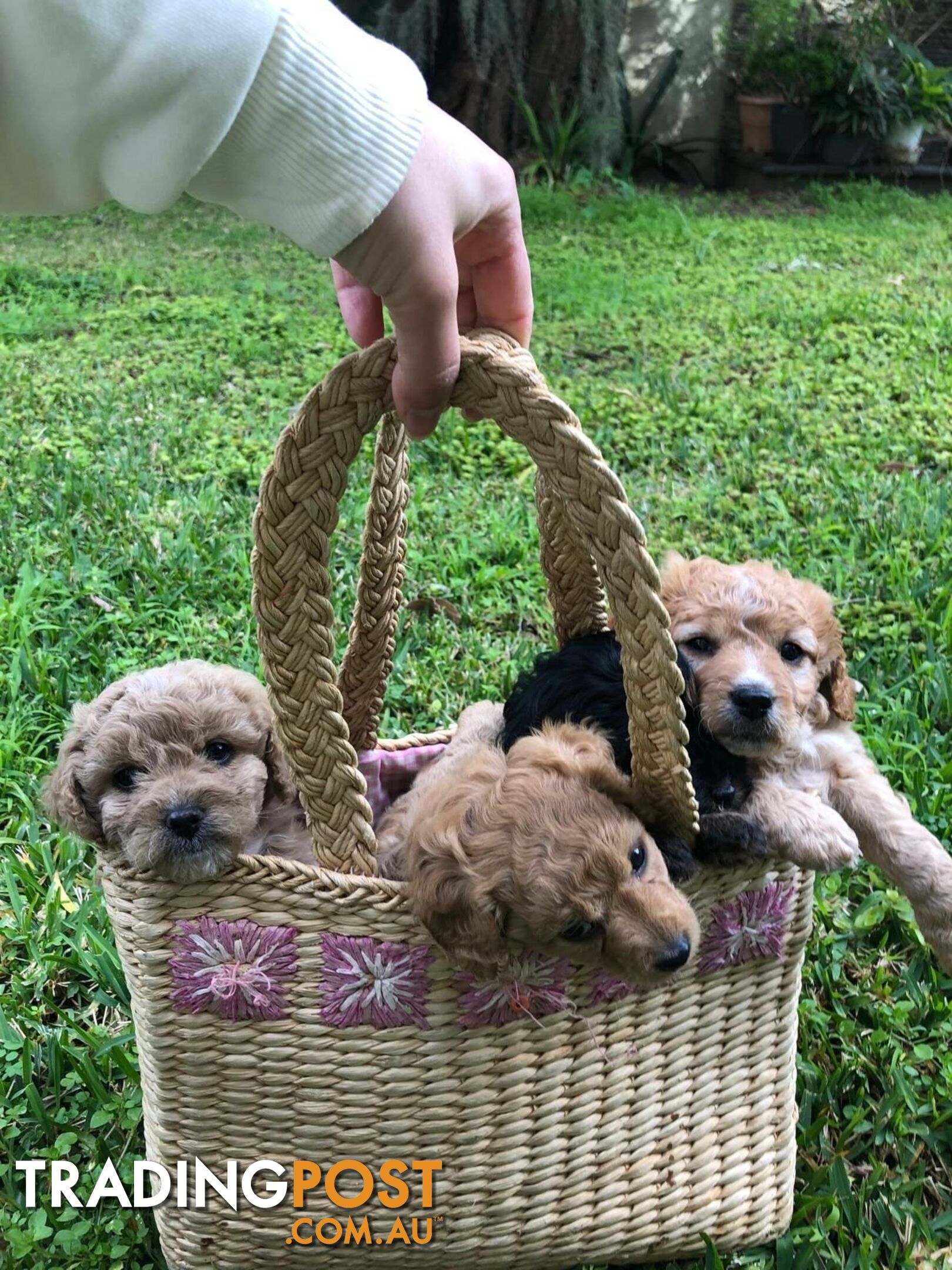 🐾 Adorable Baby Mini Cavoodles Looking for Loving Homes! 🐾