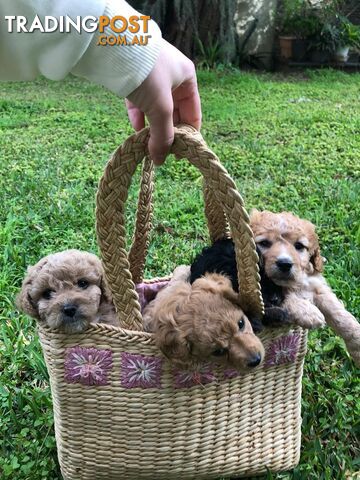 🐾 Adorable Baby Mini Cavoodles Looking for Loving Homes! 🐾