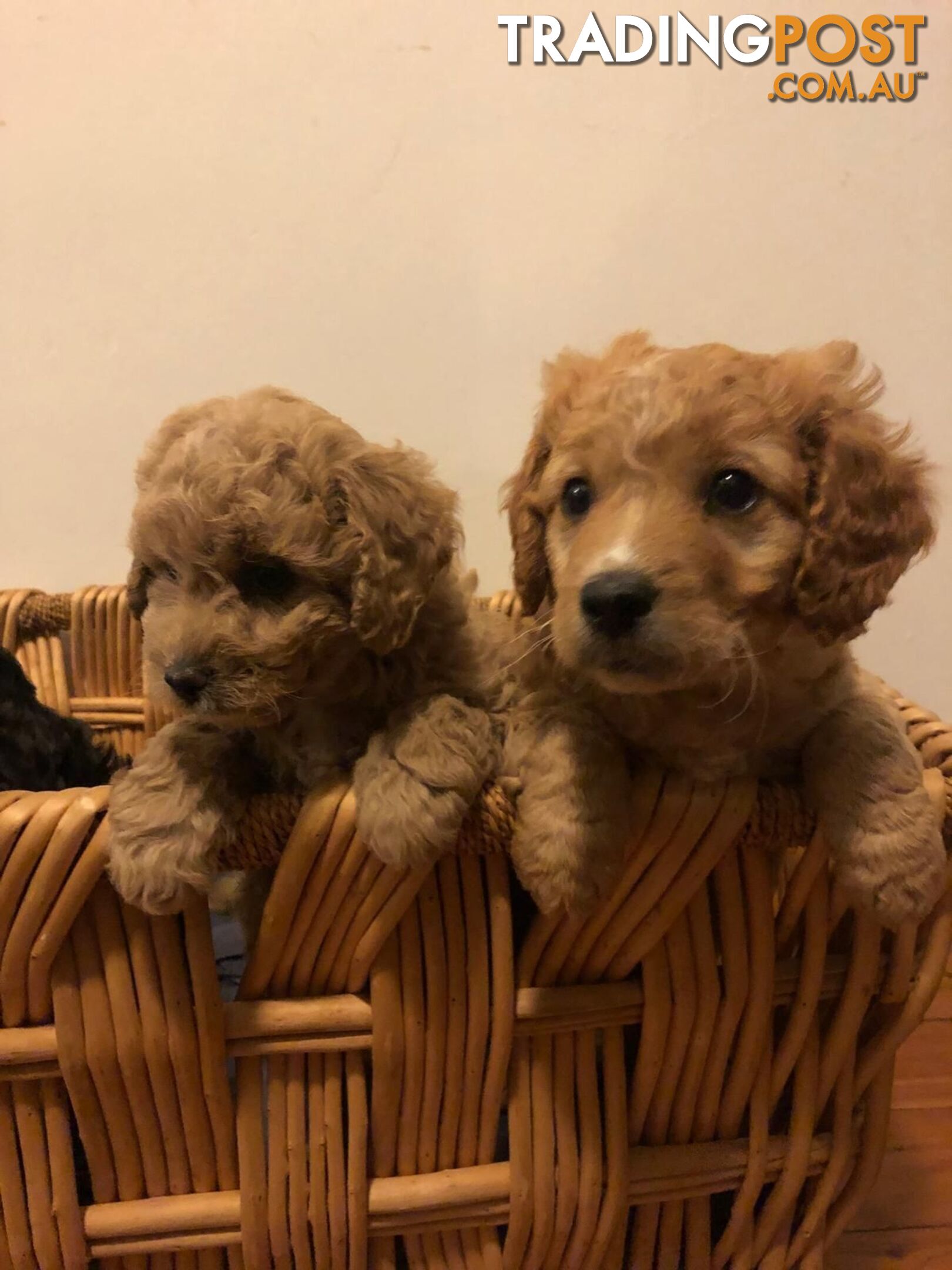 🐾 Adorable Baby Mini Cavoodles Looking for Loving Homes! 🐾