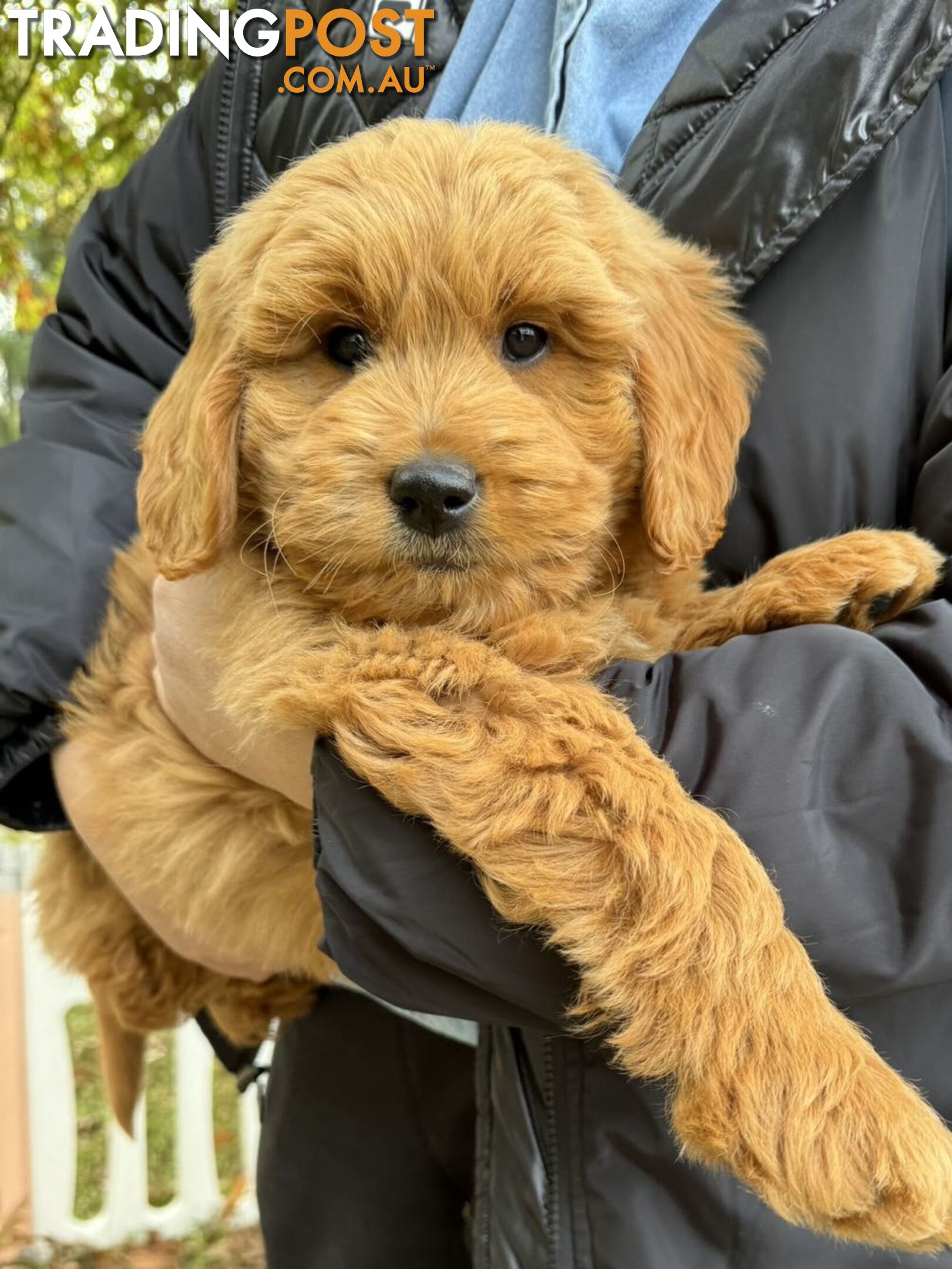 Groodle (Mini size) puppies