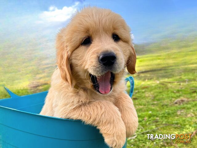 Golden Retriever Puppies (Purebred DNA Tested)