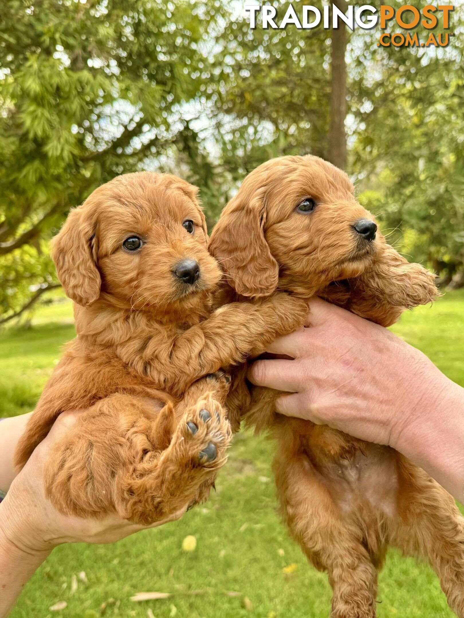 Groodle (Mini size) puppies