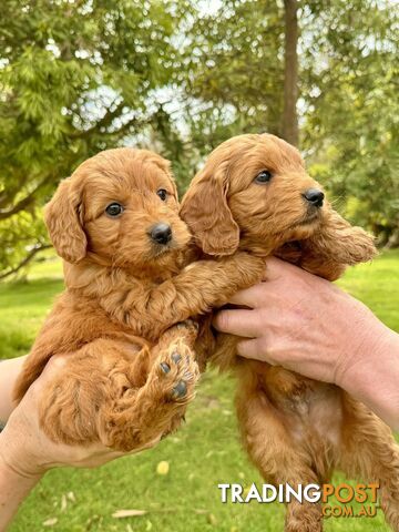 Groodle (Mini size) puppies