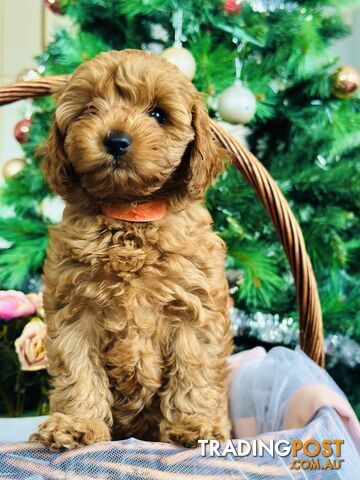 Toy Cavoodles / Toy Poodles - Need a home this Christmas