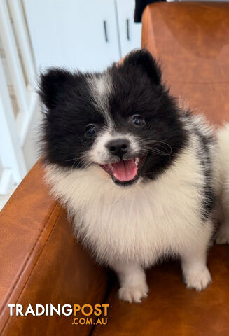 Pomeranian puppy