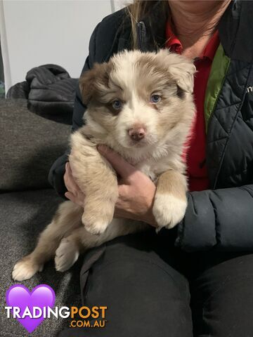 PURE BRED BORDER COLLIE PUPPIES