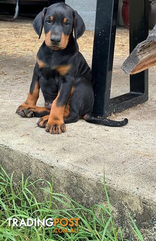 Doberman Puppies Ready now !