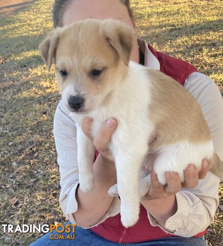 Purebred Jack Russel Puppy
