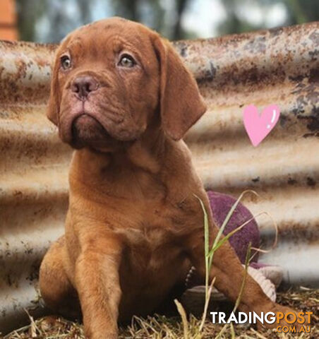 Dogue de Bordeaux puppies MALE AND FEMALE