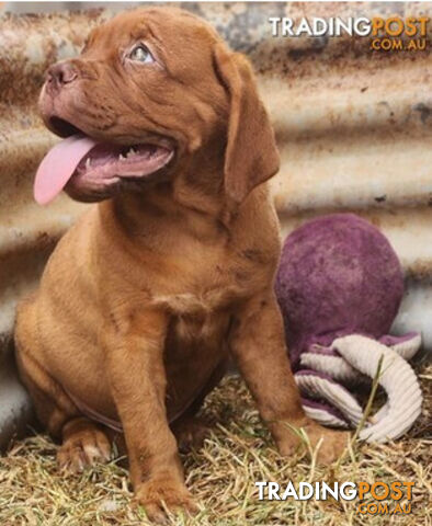 Dogue de Bordeaux puppies MALE AND FEMALE