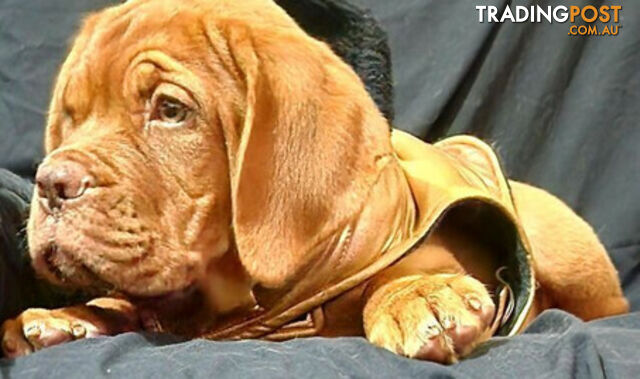 Dogue de Bordeaux puppies MALE AND FEMALE