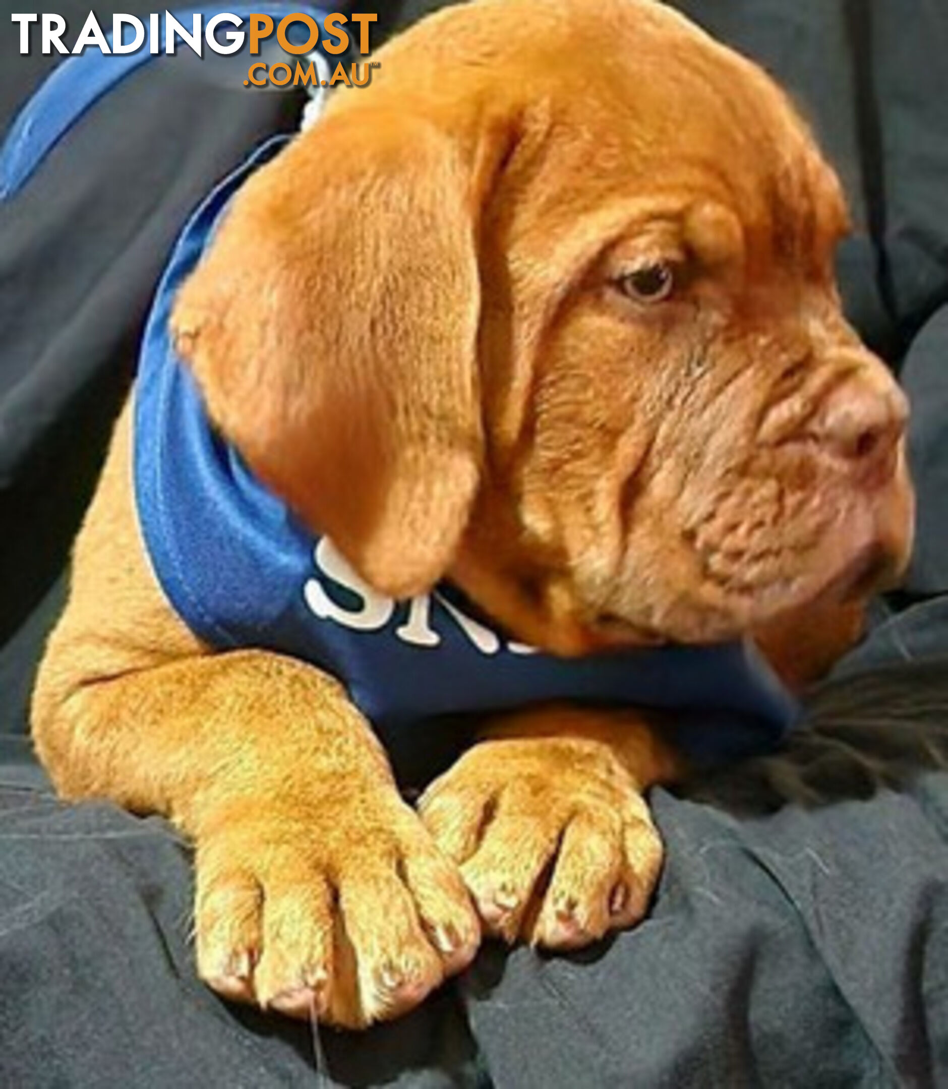 Dogue de Bordeaux puppies MALE AND FEMALE