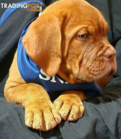 Dogue de Bordeaux puppies MALE AND FEMALE