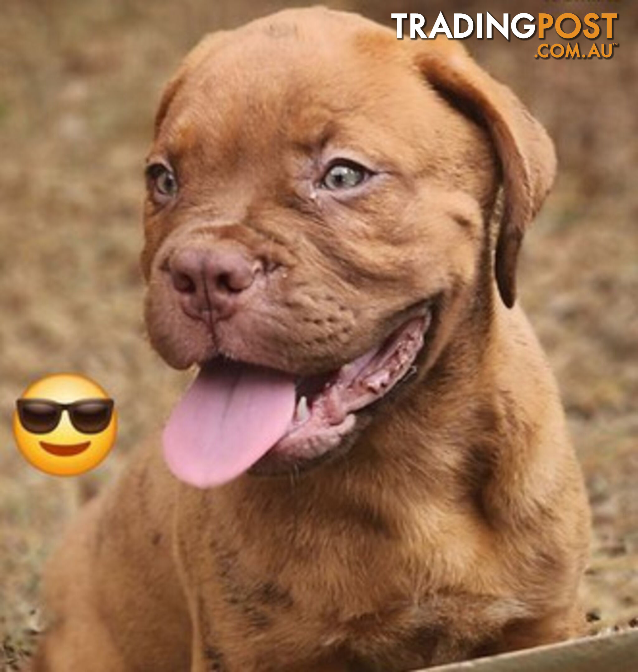 Dogue de Bordeaux puppies MALE AND FEMALE