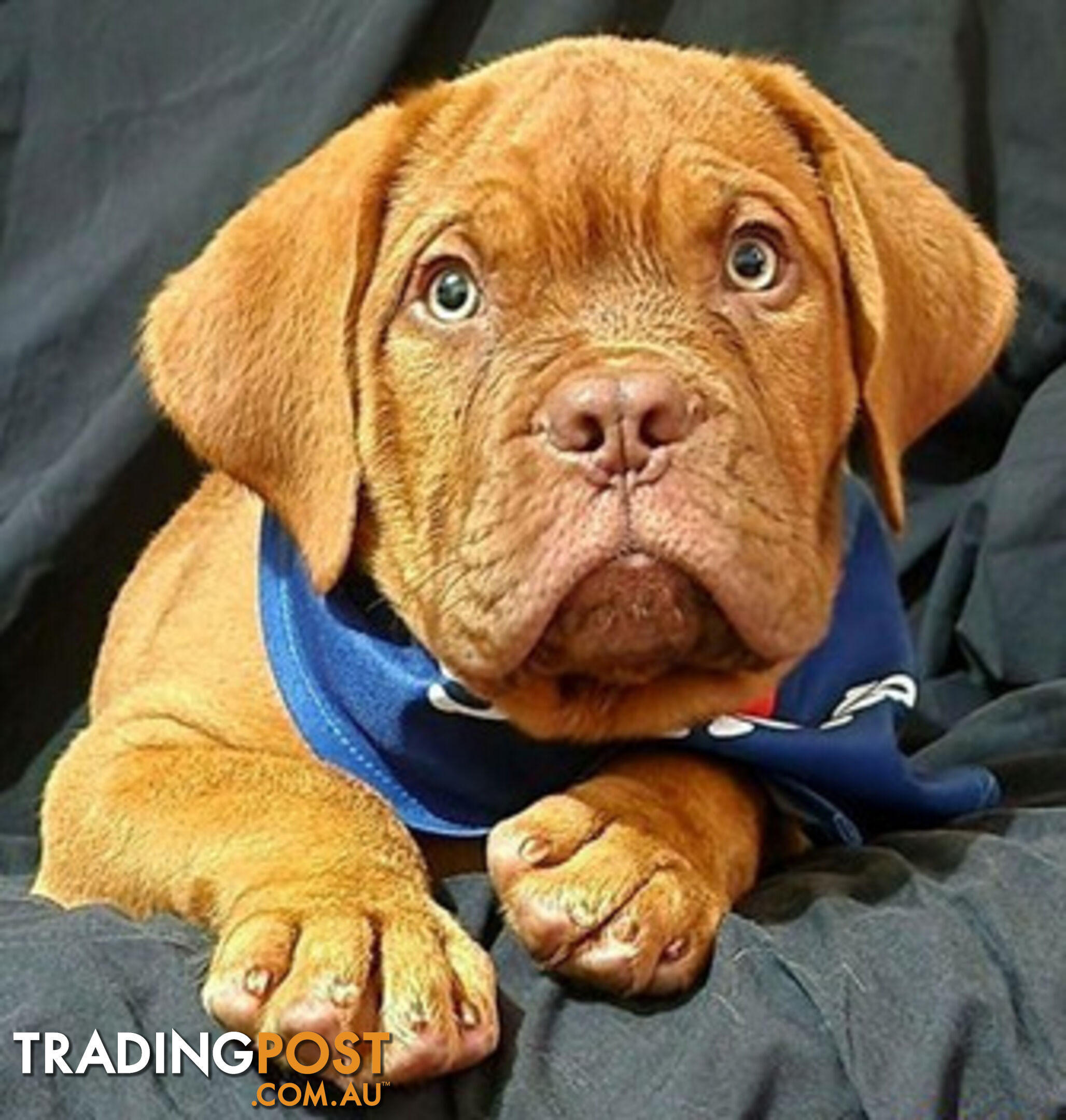 Dogue de Bordeaux puppies MALE AND FEMALE