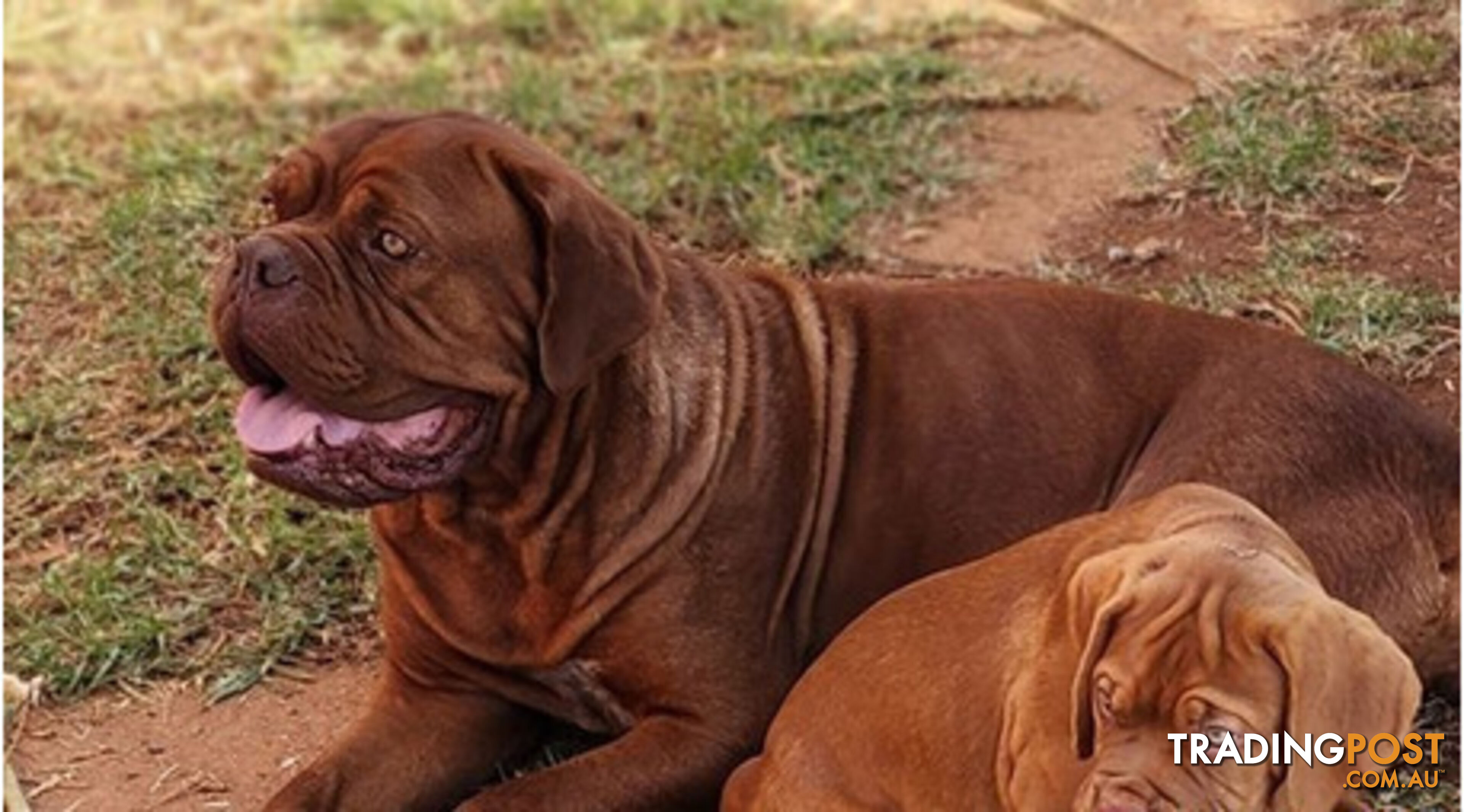 Dogue de Bordeaux puppies MALE AND FEMALE