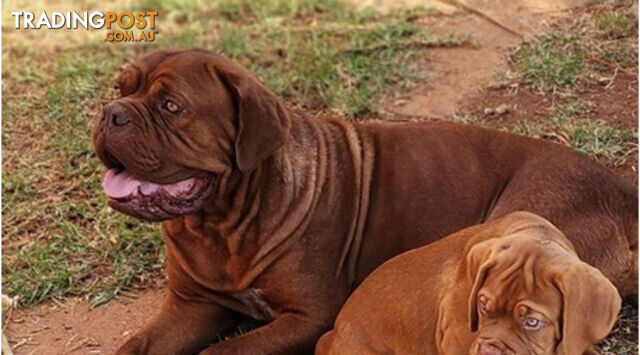 Dogue de Bordeaux puppies MALE AND FEMALE