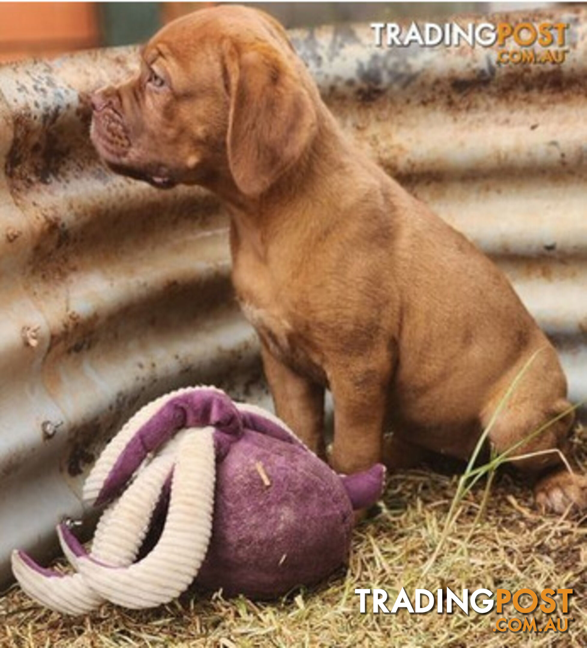 Dogue de Bordeaux puppies MALE AND FEMALE