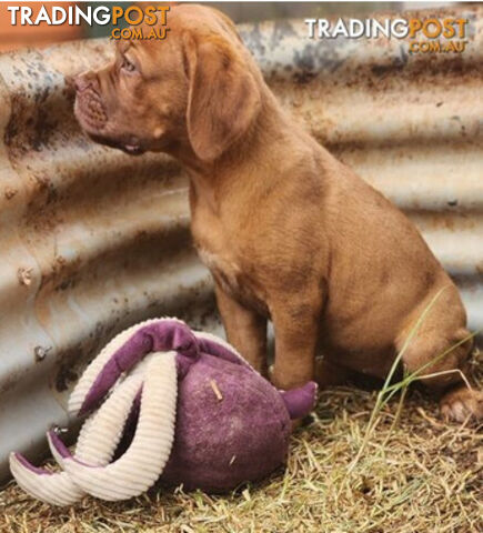 Dogue de Bordeaux puppies MALE AND FEMALE