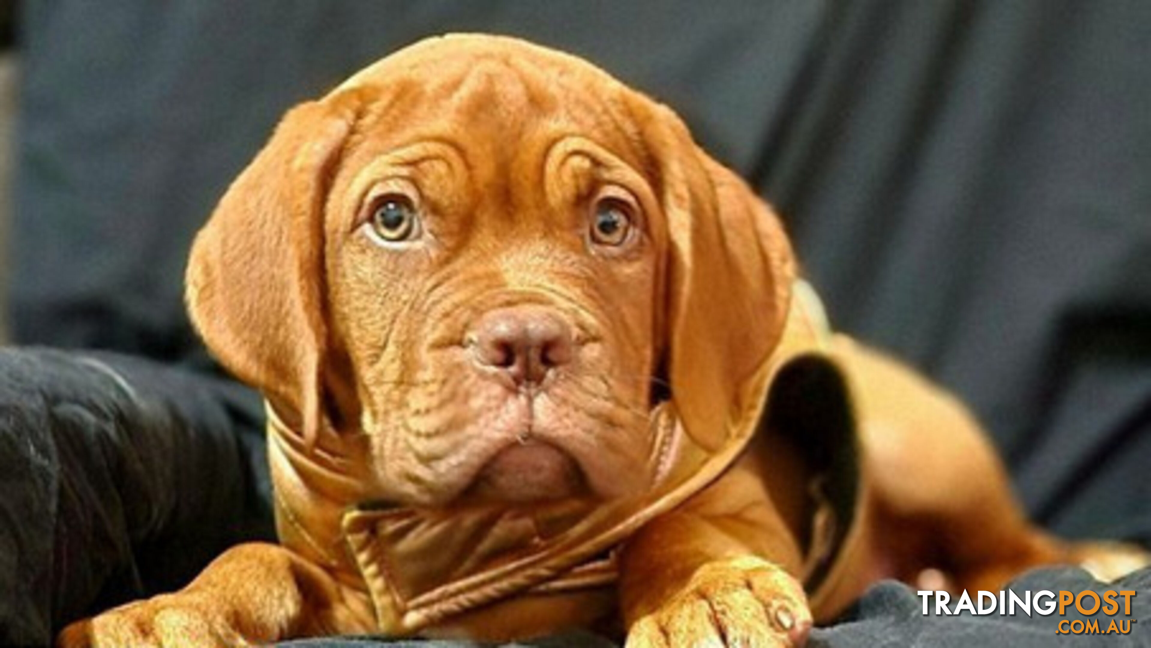 Dogue de Bordeaux puppies MALE AND FEMALE