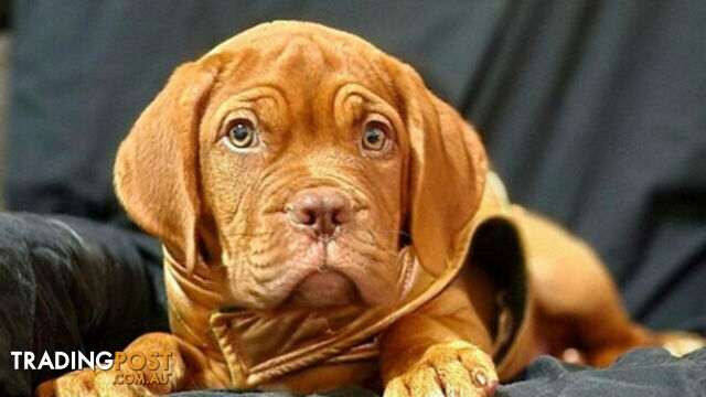 Dogue de Bordeaux puppies MALE AND FEMALE