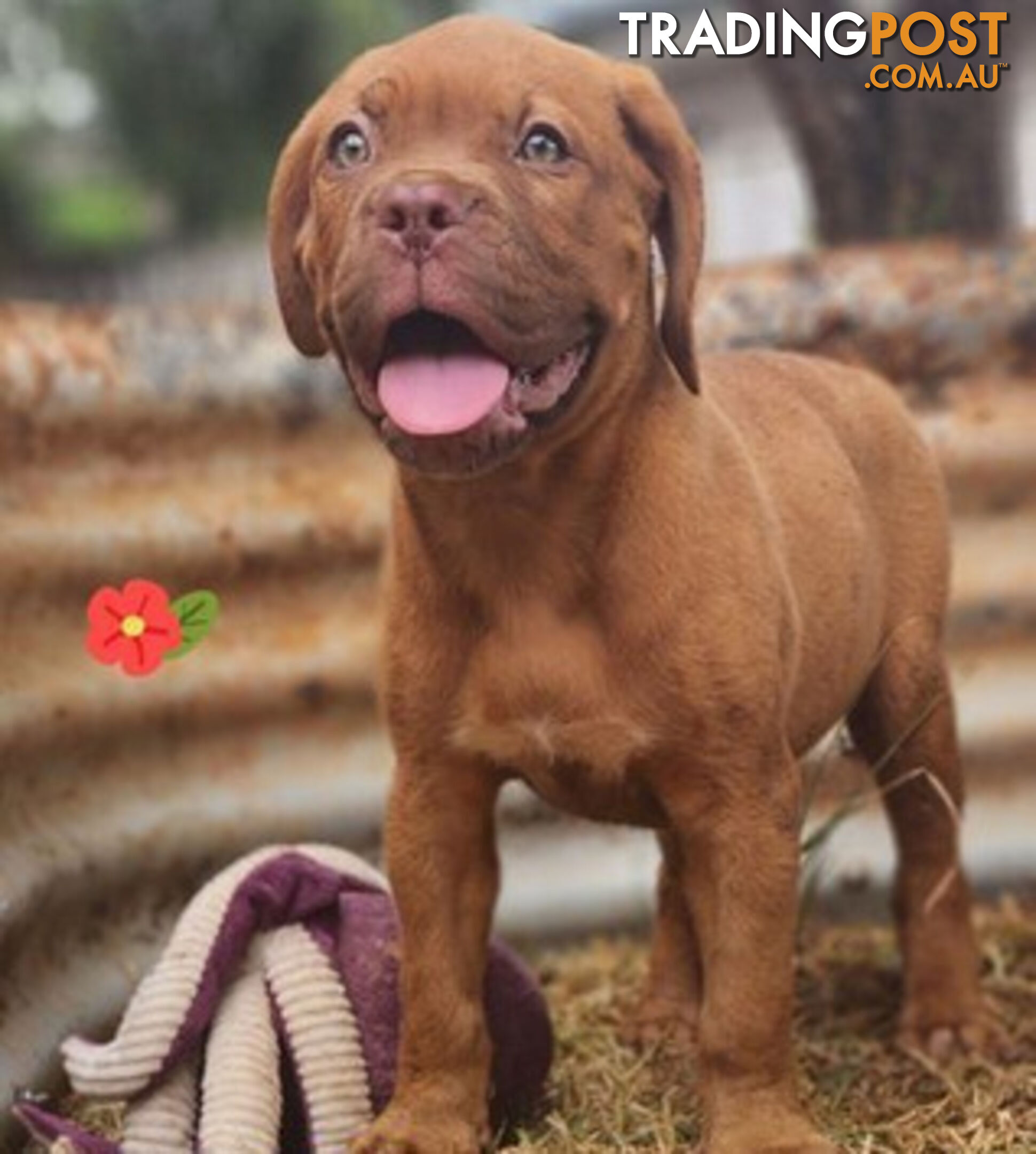 Dogue de Bordeaux puppies MALE AND FEMALE