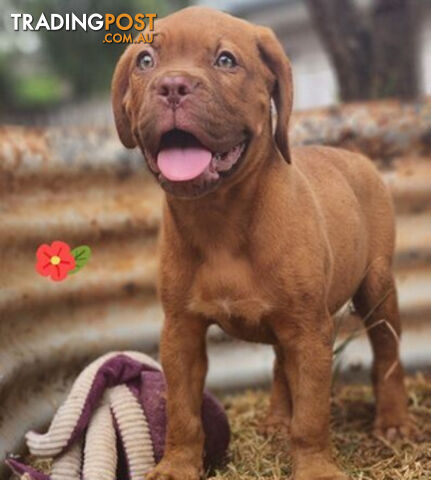 Dogue de Bordeaux puppies MALE AND FEMALE