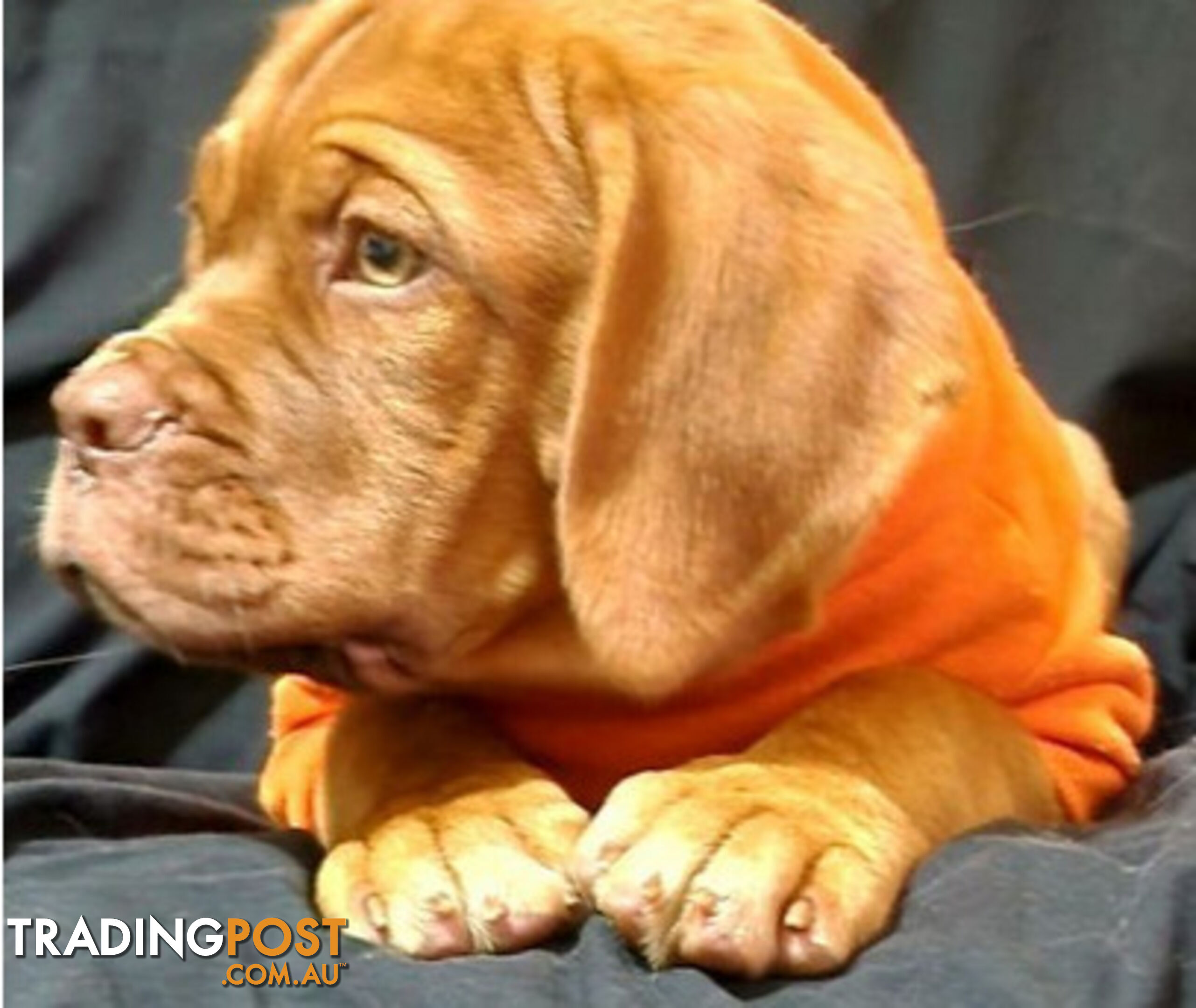 Dogue de Bordeaux puppies MALE AND FEMALE