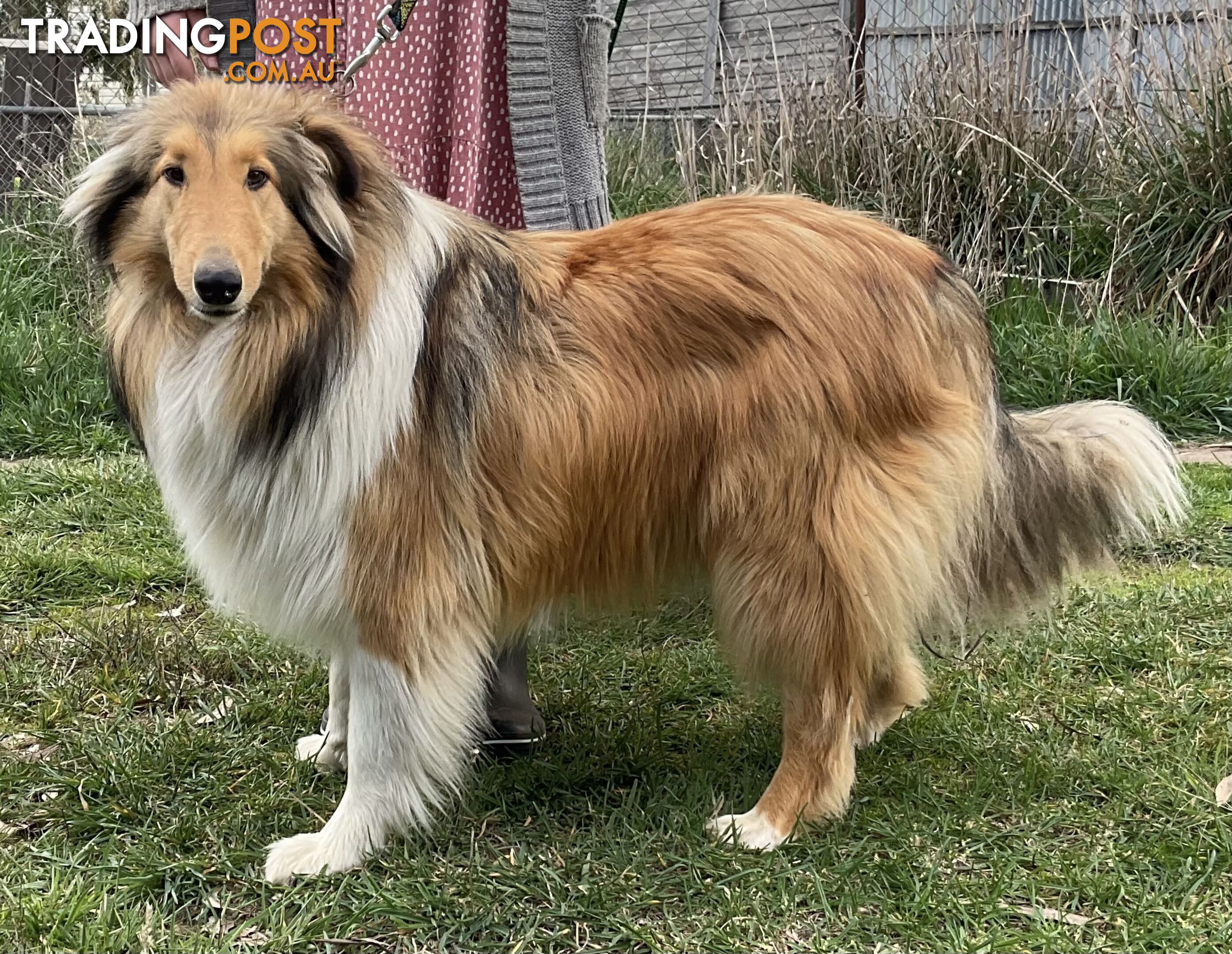 Sable and white collies (lassie)