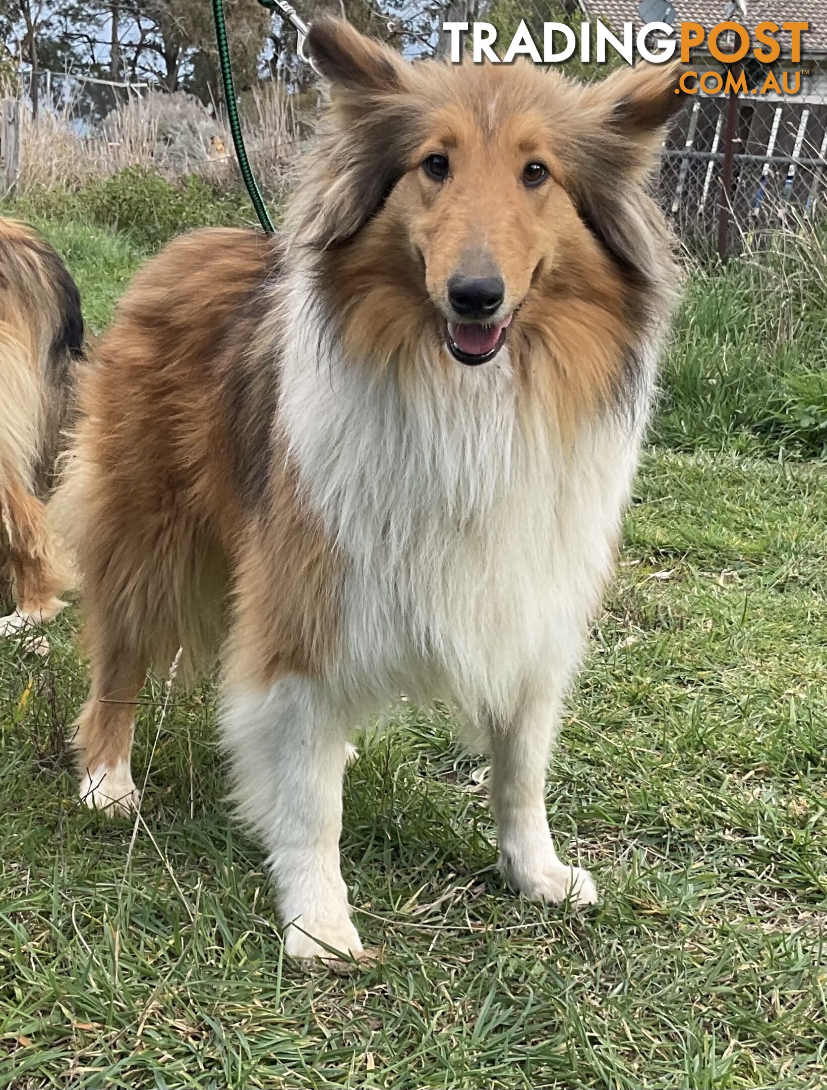 Sable and white collies (lassie)