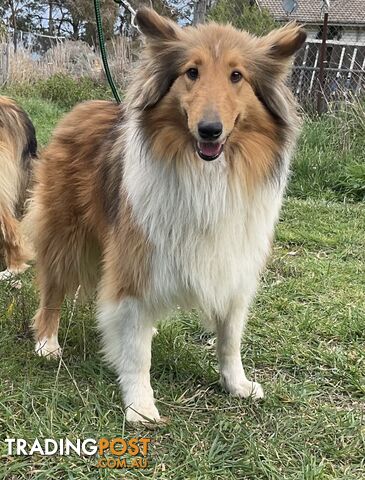 Sable and white collies (lassie)