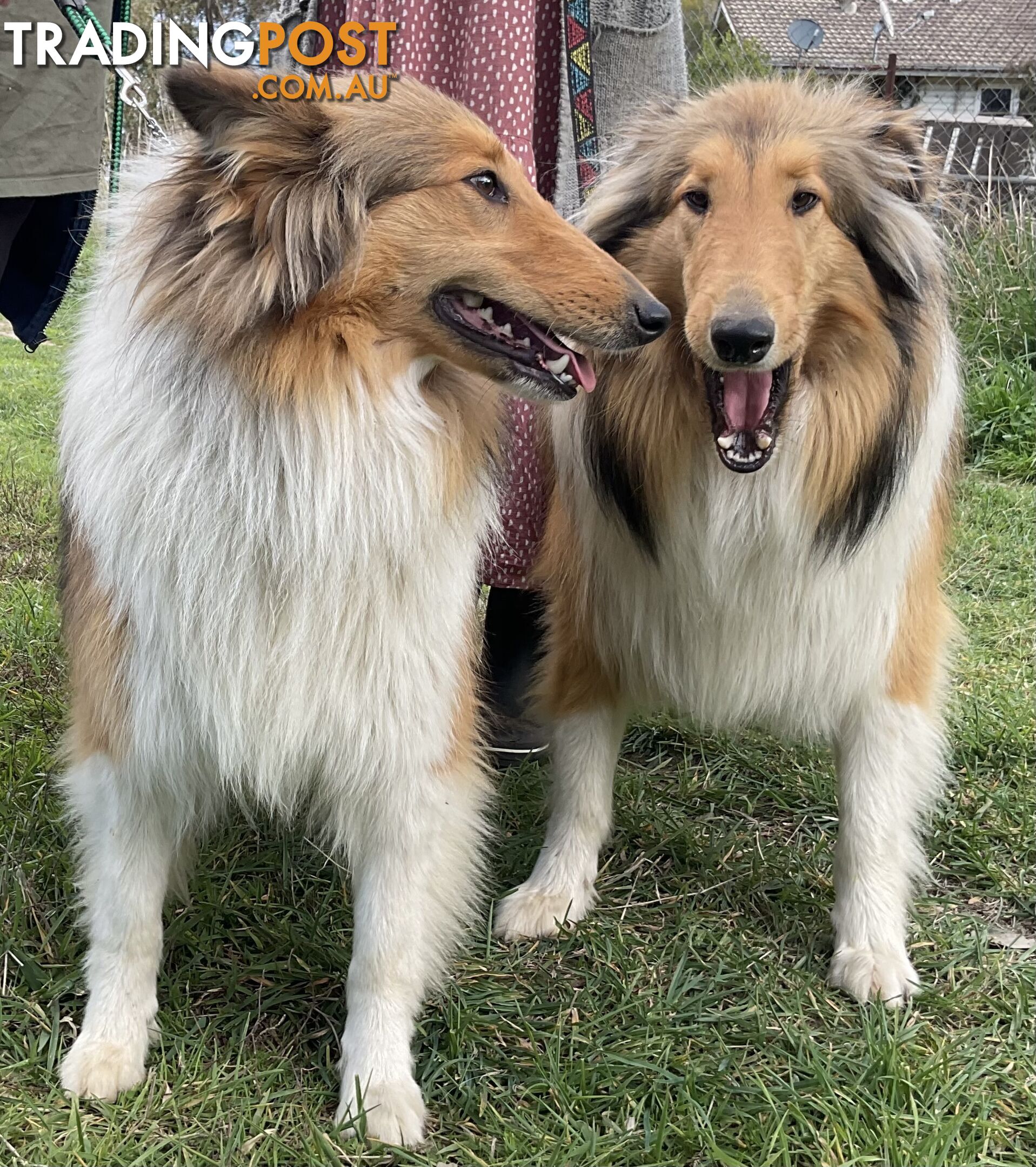 Sable and white collies (lassie)