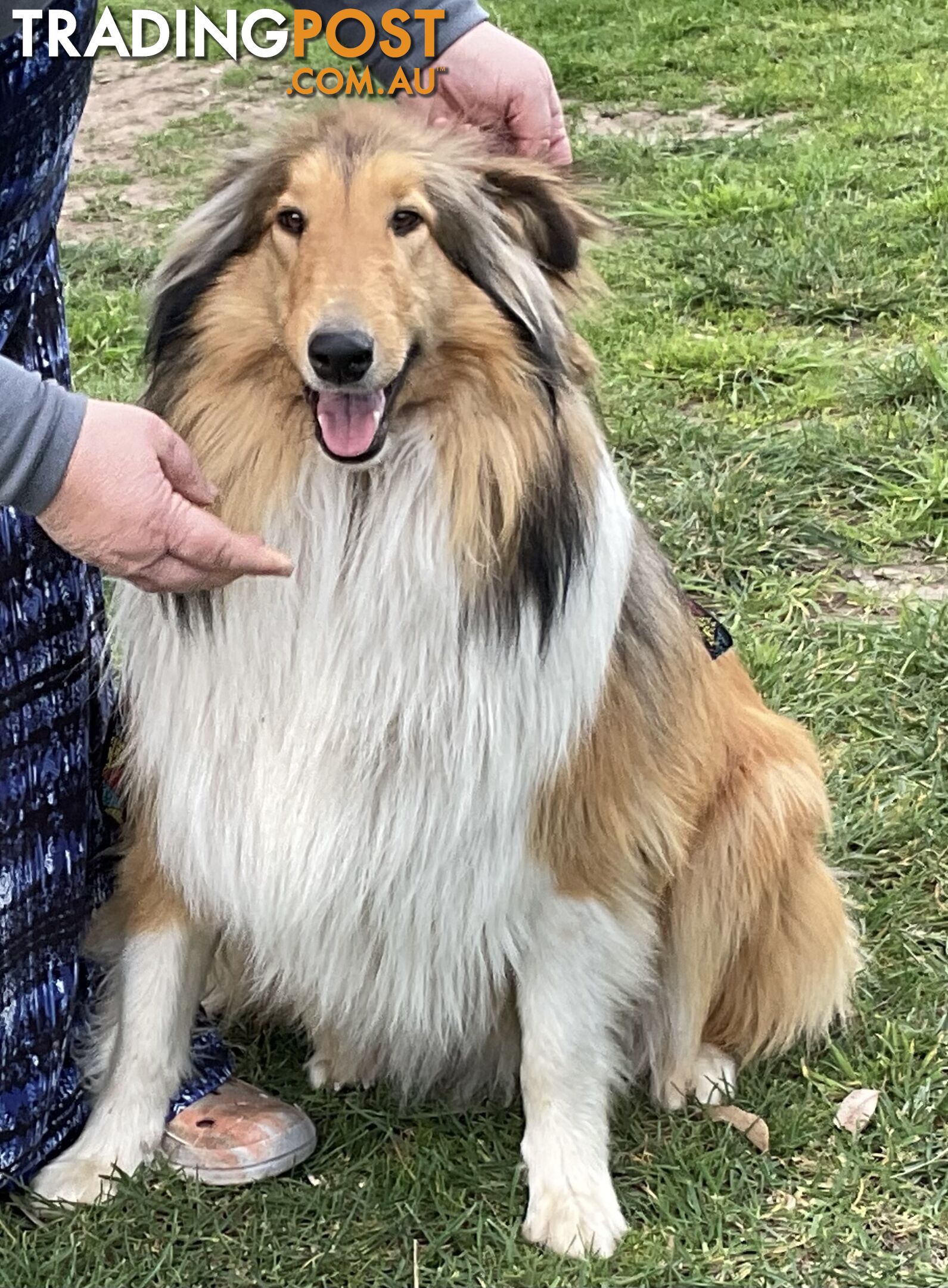 Sable and white collies (lassie)